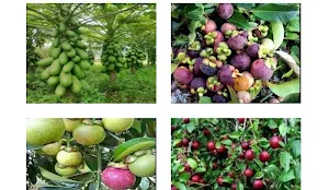 plant Hybrids Screenshot 2