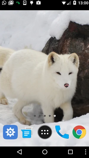 winter animal wallpaper Screenshot 1