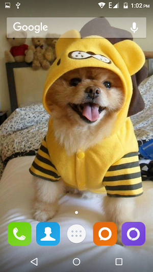 Pomeranian Dog Wallpaper Hd Screenshot 2