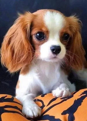 Cute puppies Screenshot 0