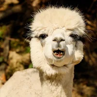 Alpaca Wallpapers