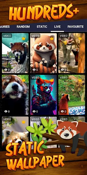 red panda wallpaper Screenshot 3