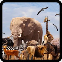 QUIZ:ANIMAL NAMES