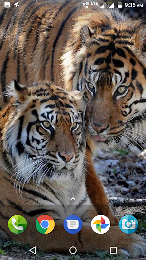 Big Cats Wallpaper Screenshot 3