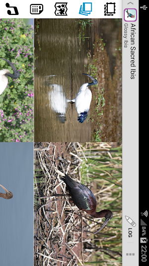 Sasol eBirds: Kruger Park Screenshot 3