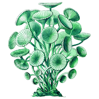 Freshwater plants