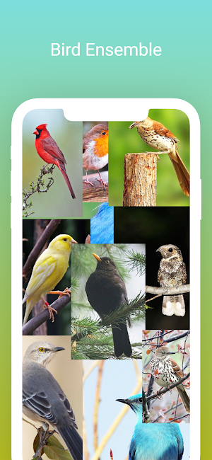 Singing Birds Screenshot 2