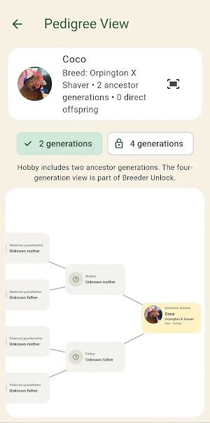 Pecking Order Screenshot 3