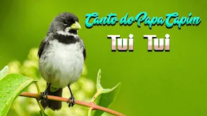 Canto de Papa Capim Tui Tui Screenshot 2