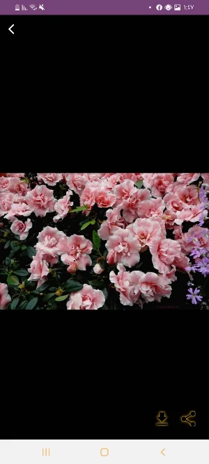زراعة الورد Screenshot 1