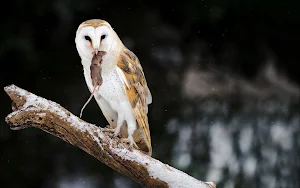 Barn Owl Wallpaper HD screenshot 6