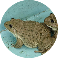 Thai Frog Sounds