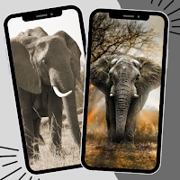 Elephant Wallpaper