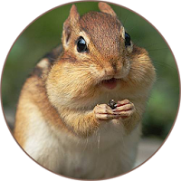 Chipmunk (Animal) Sounds