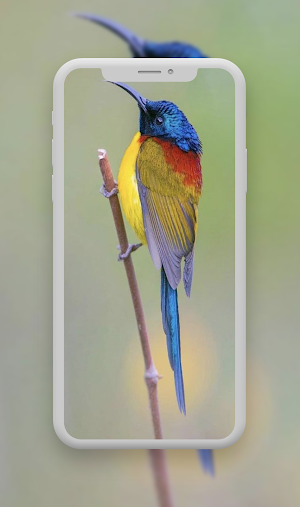 Bird Wallpaper Screenshot 2