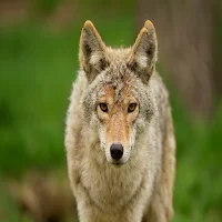 Animal Sounds