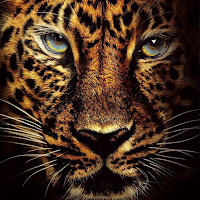 Jaguar Wallpapers