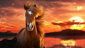 Horse Wallpapers Screenshot 1