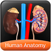 HumanAnatomy-UrinarySystem