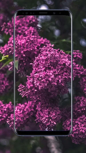 Lilac Flower Wallpapers Screenshot 0