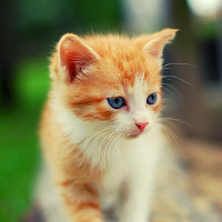 Cat Ringtone