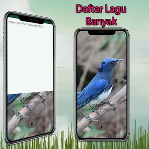 Masteran Selendang Biru Gacor Screenshot 0