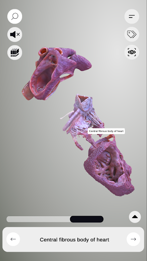 3D Heart Anatomy Screenshot 1
