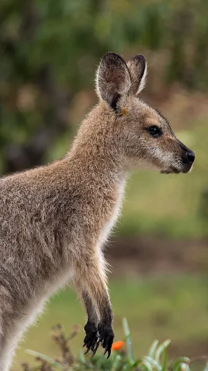 kangaroo wallpaper Screenshot 0