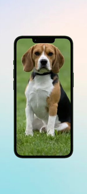 Anjing WalL Screenshot 0
