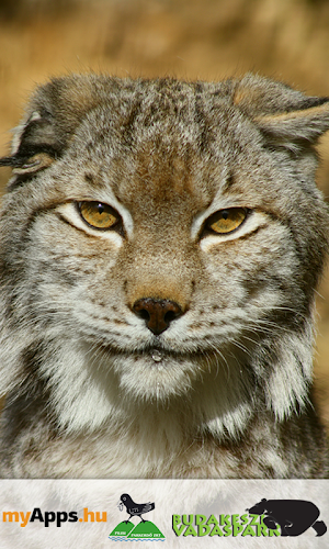Budakeszi Wildlife Park Screenshot 0
