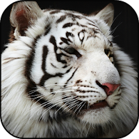 White Tigers Lock Screen Wallp