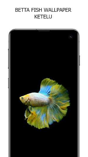Betta Fish Wallpaper Screenshot 0