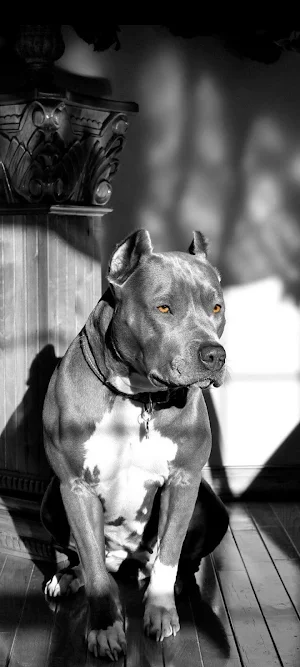 Pitbull Wallpaper 4K Screenshot 0