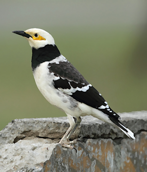 Black collared starling sounds ~ Sboard.pro Screenshot 0