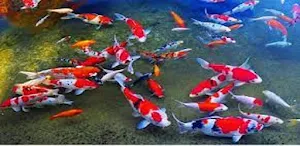 Panduan Budidaya Ikan Koi Screenshot 1