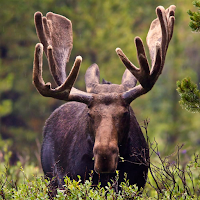 Moose Sounds