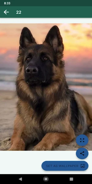 Fondos de animales hermosos Screenshot 1