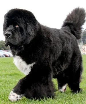 Newfoundland Dog Wallpapers Screenshot 3