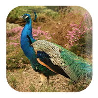 Peacock Sounds