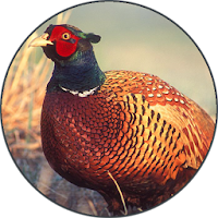 Pheasant bird sounds