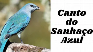 Canto Sanhaço Azul Screenshot 0