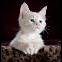 cat picture