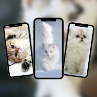 Cats Wallpaper