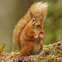 Squirrel Wallpaper HD