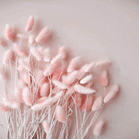 pink image _  pink wallpaper