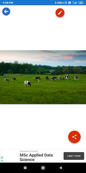 Cow, Goat Wallpapers Screenshot 1