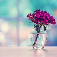 Flower Nature Wallpapar HD 4K