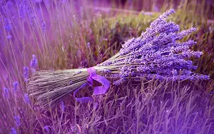 Lavender Flower Wallpapers Screenshot 2