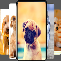 Puppy wallpapers-4k Background