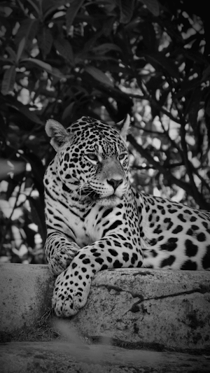 Leopard Wallpaper HD Screenshot 1